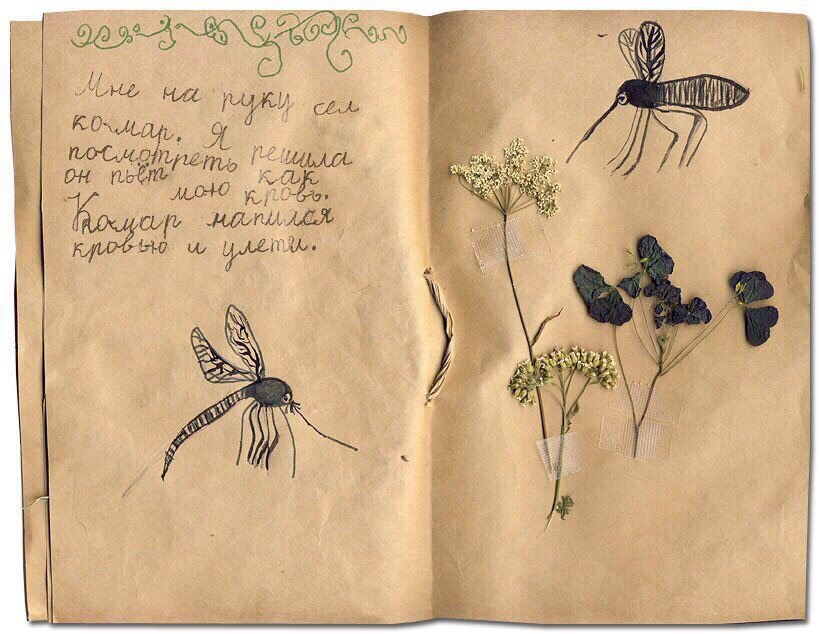 Фрагмент дневника Сони Козловой